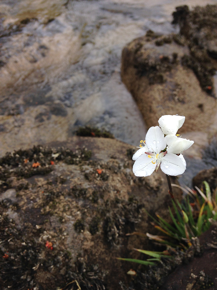 flor, blanc, riu, flor blanca, natura