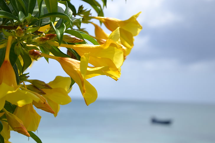 blossom, bloom, yellow, flower, sea, coast, nature