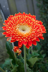 gerbera, flower, color, cut flowers, orange, orange flower, flower garden