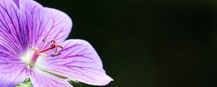 cây phong lư thảo, Cò mỏ chim Hoa, Geranium cinereum, Blossom, nở hoa, màu xanh, màu tím