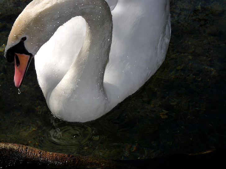 swan, white, beautiful, bird, feathers, water bird, water