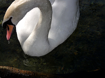 swan, white, beautiful, bird, feathers, water bird, water