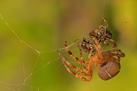 spider, spider with prey, fly, close, macro