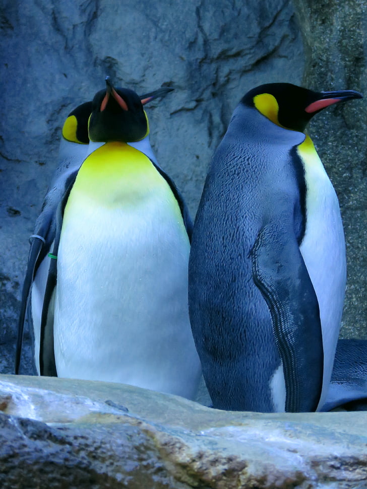 πιγκουίνοι, βασιλιάς πιγκουίνος, Ζωολογικός Κήπος του Κάλγκαρι