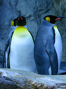 pinguins, Rei pinguim, jardim zoológico de Calgary
