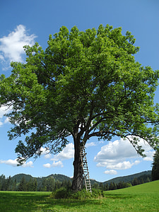 tree, head, meadow, sommer head, nature, landscape, individually