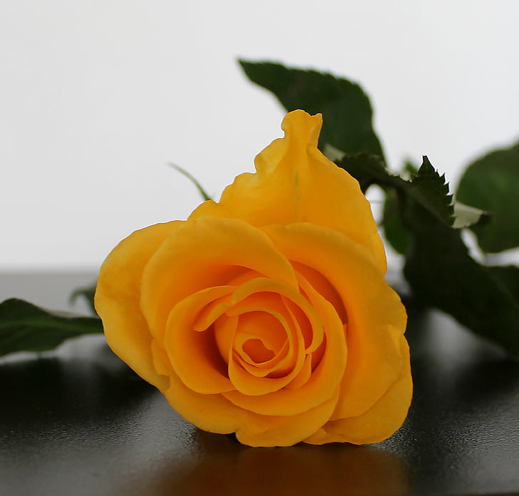 Rosa, groc, flor, bonica, decoració de taula, fons
