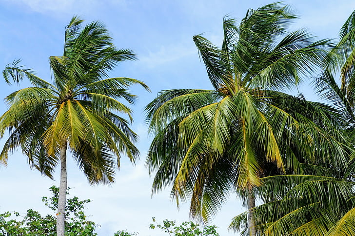 palmuja, sininen taivas, taivas, vihreä, pilvet, osittain pilvistä, Palmu