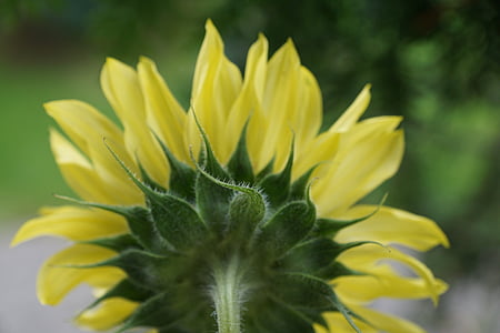 Sun flower, žlutá, závod, květ, Bloom, léto, slunce