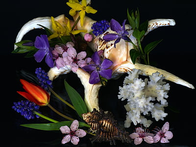 Natürmort, Midye, çiçekler, mercan, Lale