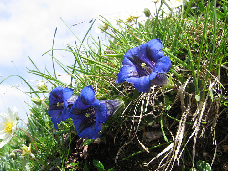 Horec, Alpská kvetinová, modrá, kvet, fialová, Violet