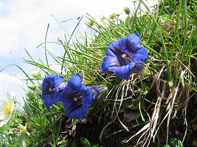 gencijonas, Alpių gėlė, mėlyna, gėlė, violetinė, violetinė