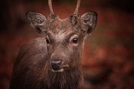 roe deer, animal, nature, fallow deer, forest, wild, mammal