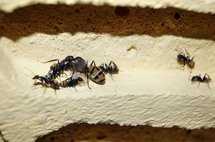łuszcząca się ant, mrówki, ANT queen, owad