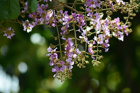 flores, púrpura, flores de color púrpura, Cho, refrescante, naturaleza, planta