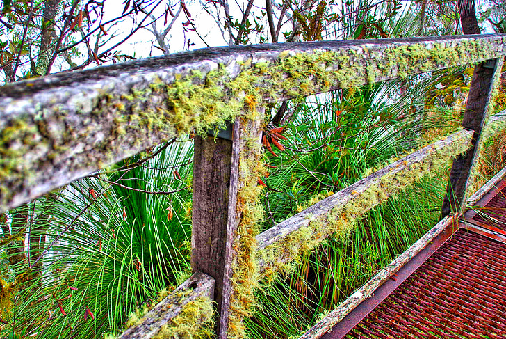 Moss, Lichen, hegnet, træ, gamle, overflade, ru