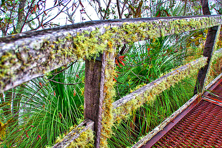 Moss, Lav, staket, trä, gamla, yta, grov