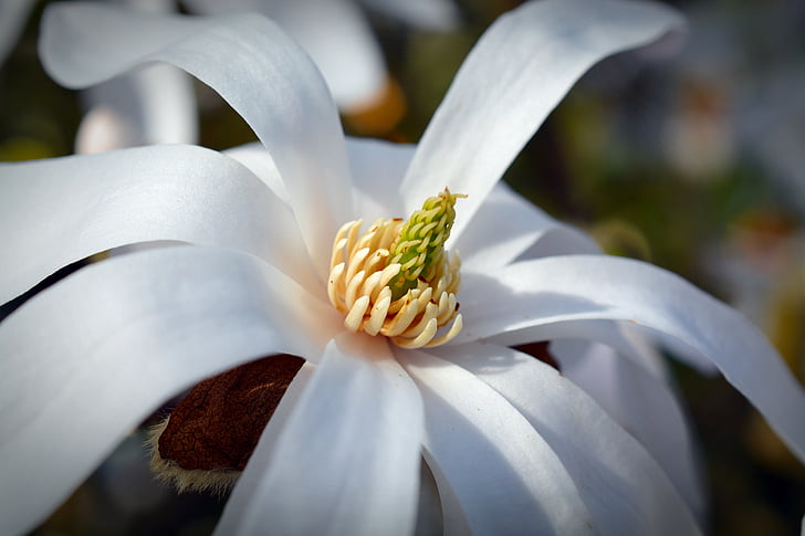 magnolia Star, Magnolia, floración, Blanco, flor, primavera, flor