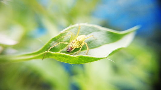 nature, plant, leaf, green, insect, macro, spider