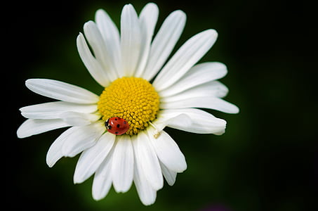 Daisy, Hoa, Thiên nhiên, thực vật, trắng, Hoa, mùa hè
