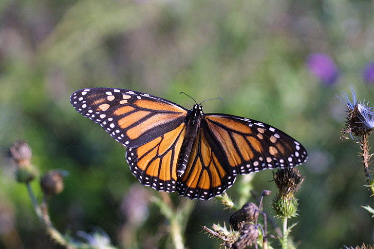 Monarch bướm, Hoa, Blossom, nở hoa, côn trùng, đôi cánh, vĩ mô