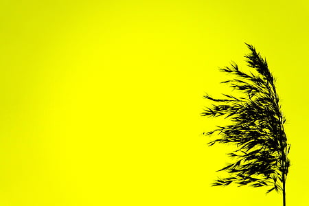 silhouette, black, yellow, color, contrast, intensive, cereals