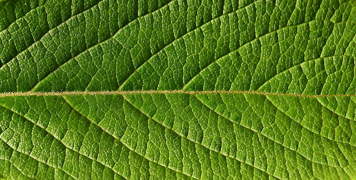 leaf, close, nature, tree, macro, green color, close-up