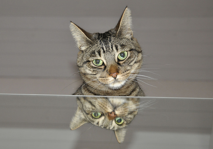 katė, veidrodis, gyvūnų pasaulis, gyvūnai, atvaizdavimas, augintiniai, gyvūnų