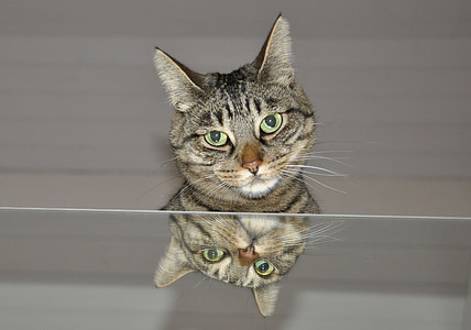 mačka, ogledalo, živalski svet, živali, zrcaljenje, Hišni ljubljenčki, živali