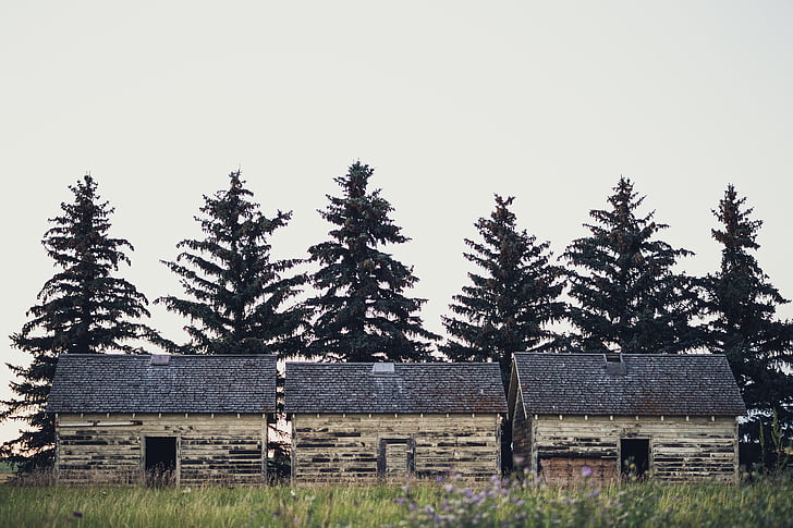 gray, roofed, barns, surrounded, pine, trees, daytime
