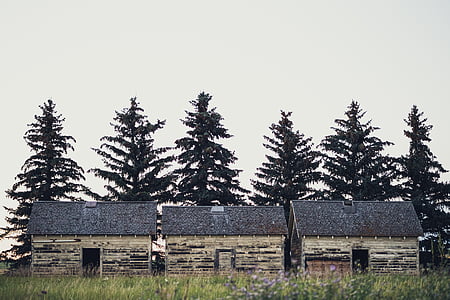 grigio, con il tetto, granai, circondato, pino, alberi, giorno