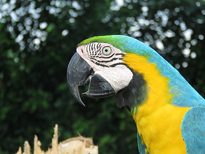Macaw, Lora, Ave, fågel, ett djur, djur kroppsdel, papegoja