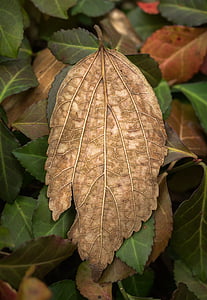 листья, Осень, растения, листья, лист, Природа, коричневый