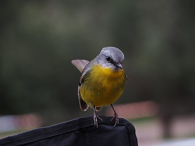 amarillo, gris, pájaro, animal, plumas de, Pinzón, un animal