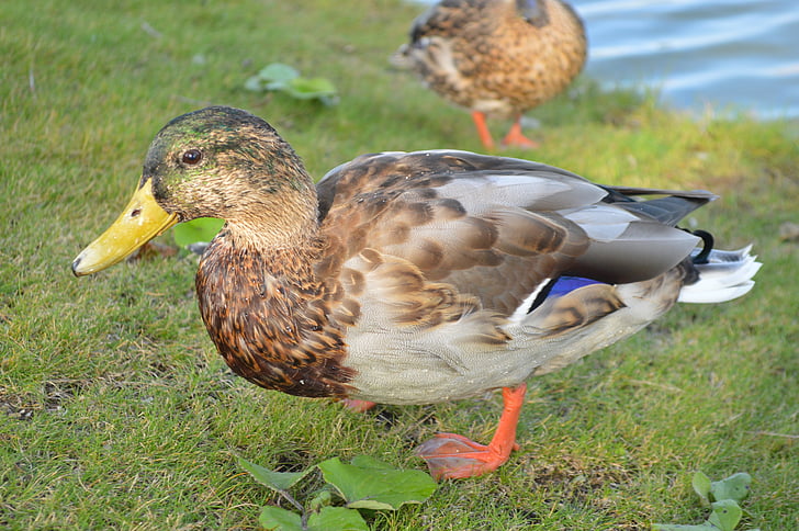 duck, close, water bird, bird, animal, duck on meadow, drake