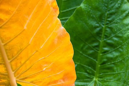leaf, green, wet, nature, background, yellow, fresh