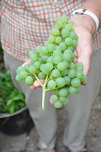 uvas, com efeito de estufa, frutas, verde, manter, uva, vinhedo