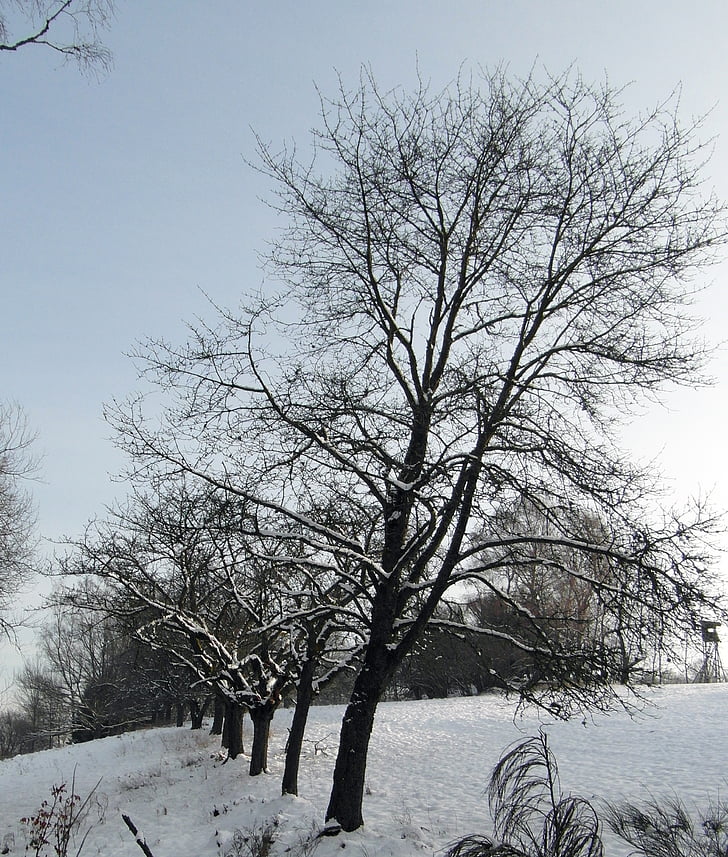 Zimní, sníh, Les, strom