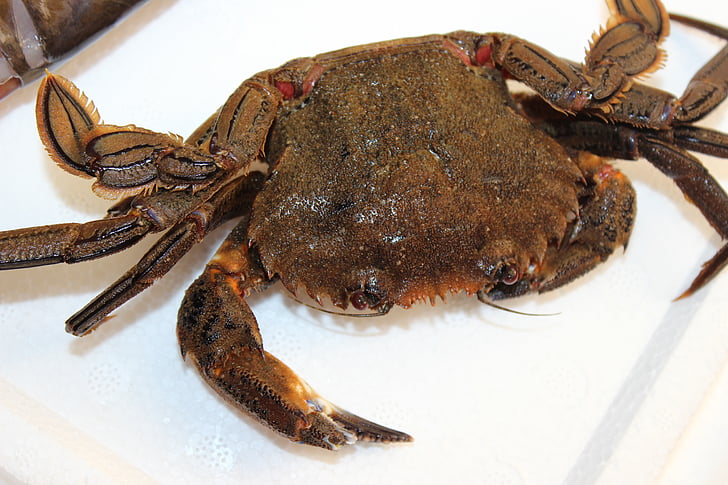 crab, Galiciană, pescuit, ambarcaţiuni