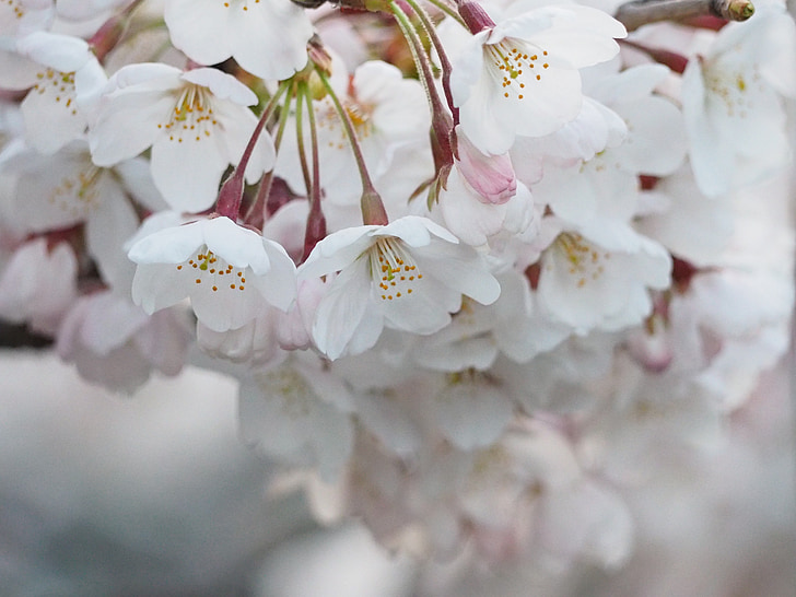 körsbärsblommor, Japan, våren, blommor, naturen, Springtime, kronblad