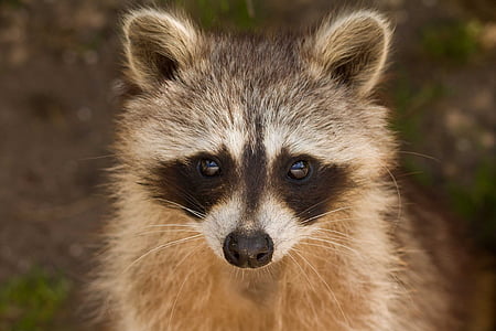 raccoon, portrait, wildlife, small, cute, mask, furry