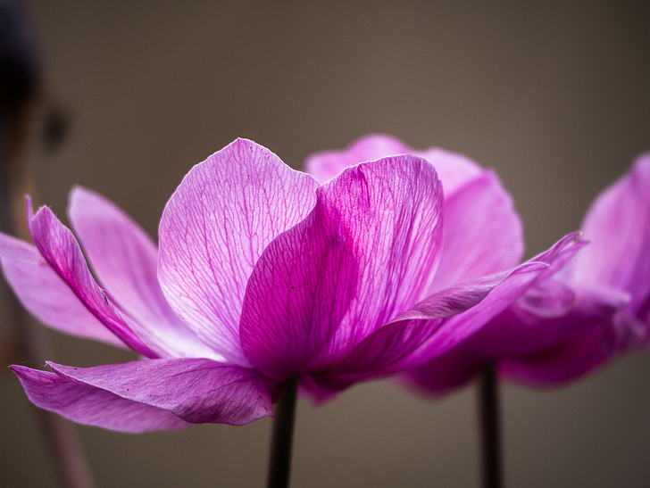 anemone, flower, blossom, bloom, pink