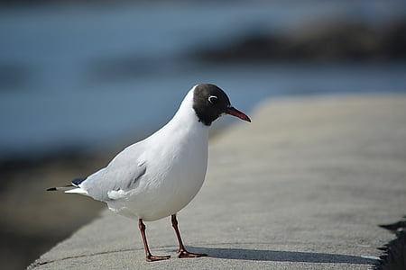 seagull, tern, bird, fauna, gold, ornithology, sea ​​bird