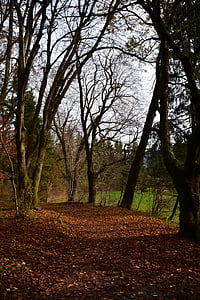 Есен, листа, гора, природата, горски път, есенен ден, дърво