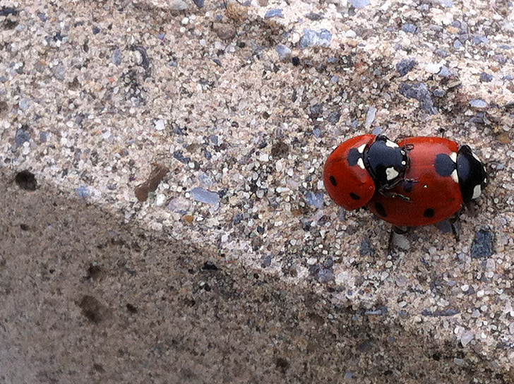 Ladybug, plaje de prundis, natura