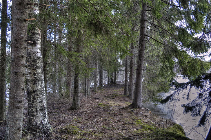 bos, boom, het pad, lente, natuur, Fins, takken