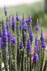 lavender, macro, plant, violet