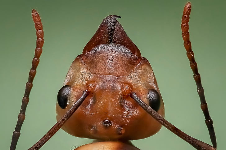 kraljica mravlja, mravlja, mravlja glavo, insektov, ena žival, živali teme, živali prosto živeče živali