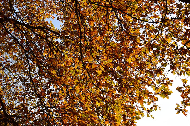 Herbst, bunte Blätter, Herbststimmung, gelb, Blätter, bunte, Herbstfarben