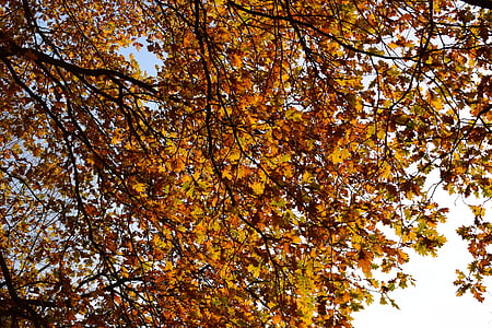jesień, kolorowe liście, Jesienny nastrój, żółty, pozostawia, kolorowe, spadek koloru